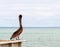 A lone pelican on a wooden pier overlooking the Gulf of Mexico