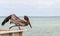 A lone pelican on a wooden pier overlooking the Gulf of Mexico