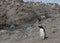 A lone penguin against the colony background