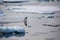 A lone penguin on a melting ice floe representing climate change and global warming. Generative AI