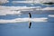 A lone penguin on a melting ice floe representing climate change and global warming. Generative AI