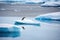 A lone penguin on a melting ice floe representing climate change and global warming. Generative AI