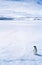 Lone Penguin on Sea Ice