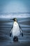 Lone penguin walking along wet sandy beach