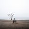 a lone person stands in front of a tree on a foggy beach