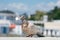 lone pigeon on a blurred city background