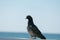 lone pigeon isolated against the blue sky in summer on the coast