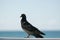 lone pigeon isolated against the blue sky in summer on the coast