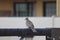 Lone pigeon perched on piping in Costa Adehe Tenerife