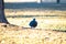 Lone pigeon rests in the shade of a giant tree