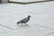 Lone pigeon walking along an urban sidewalk