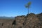 Lone Pine on a Lava Flow