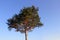 Lone pine over the blue sky