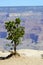 Lone Pine Shrub hanging on the Grand Canyon