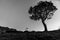 Lone pine standing on ridge back-lit by rising sun