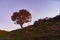 Lone pine standing on ridge back-lit by rising sun