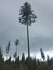 Lone Pine Tree in Autumn Forest