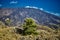 Lone pine tree and Etna Volcano slope