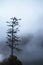 Lone pine tree in the fog - tree stands on small hill with swirls of grey fog and barely visible mountains in distance