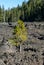 A lone pine tree found a way to survive in a lava field