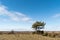 Lone pine tree in a great barren landscape