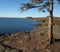 Lone Pine Tree on Lake Superior