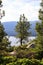 Lone pine tree with Lake Tahoe in background