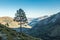 A lone Pine tree in the mountains in Corsica