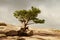 A lone pine tree on a rocky ground