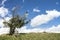 Lone pine tree snag blue sky clouds background