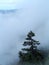 A lone pine trees stands above fast moving fog that is rising up the steep ridge of the Mogollon Rim