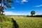 Lone Pines on Hill