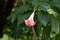 Lone pink Angel\\\'s trumpet flower in the garden