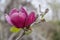 Lone pink bloom of a tulip tree isolated on soft background