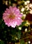 Lone pink dahlia at garden