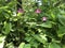 Lone pink flowers in forest