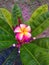 Lone Pink Frangipani with yellow center