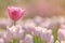 Lone Pink and lavender tulips