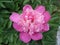 Lone pink peony flower \'Amabilis\'