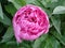 Lone pink peony flower \'Amabilis\'