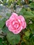 A lone pink rose with a wall of stones behind