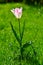 A lone pink Tulip