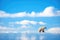 lone polar bear against blue arctic skies