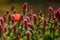 Lone poppy in a clover field