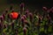 Lone poppy in a clover field in backlight