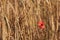 A lone Poppy in a field