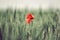 Lone poppy in a field
