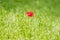 Lone poppy flower among green grass in the meadow