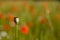 Lone poppy seed pod