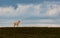 A Lone Pronghorn on the Grassland Prairie